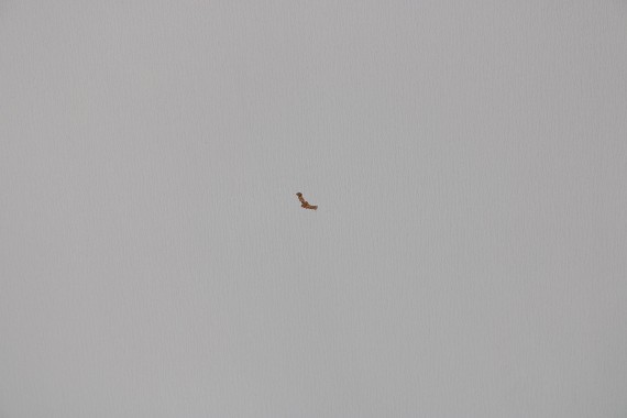 VW T5 T6 PODSUFITKA PŁYTA PILŚNIOWA 7H1867527 PILŚŃ TYŁ kolor: 3J8 szary perlisty 7H1 867 527 7H 7E  2003-, 2010- 3000mm